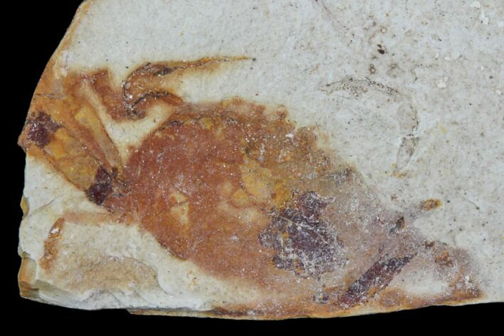 Fossil Pea Crab (Pinnixa) From California - Miocene #85301